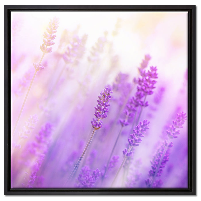 Schöner Lavendel im sanften Licht auf Leinwandbild Quadratisch gerahmt Größe 60x60