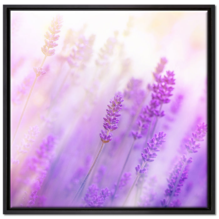 Schöner Lavendel im sanften Licht auf Leinwandbild Quadratisch gerahmt Größe 70x70