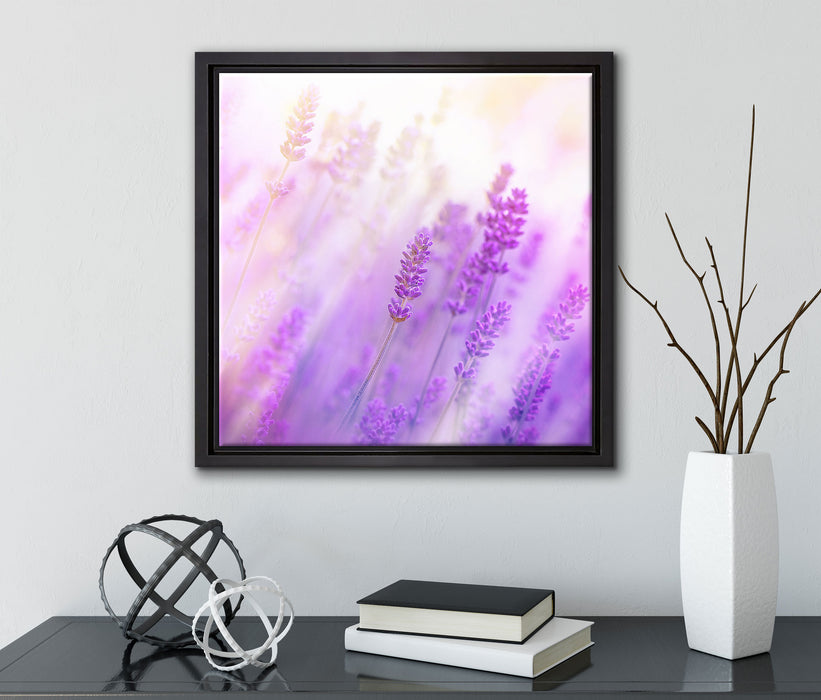 Schöner Lavendel im sanften Licht  auf Leinwandbild Quadratisch gerahmt mit Kirschblüten