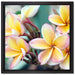 Monoi Blüten auf Hawaii auf Leinwandbild Quadratisch gerahmt Größe 40x40