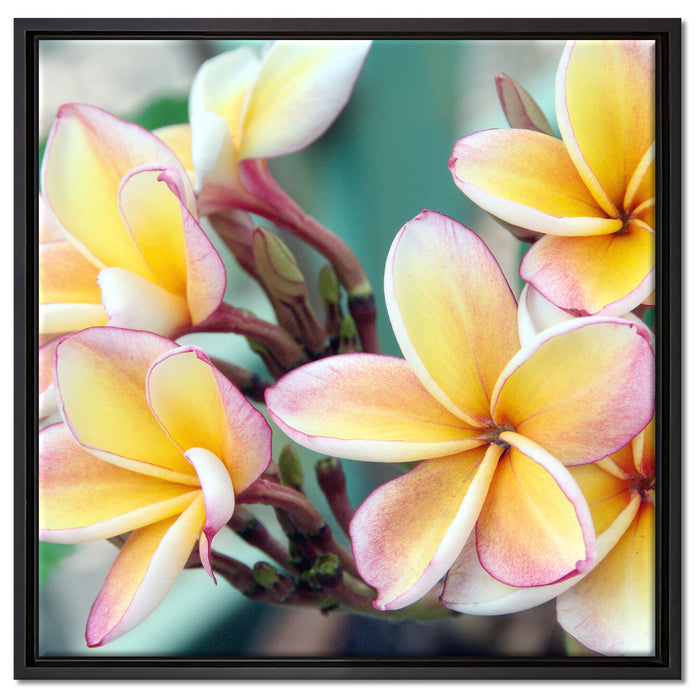 Monoi Blüten auf Hawaii auf Leinwandbild Quadratisch gerahmt Größe 60x60