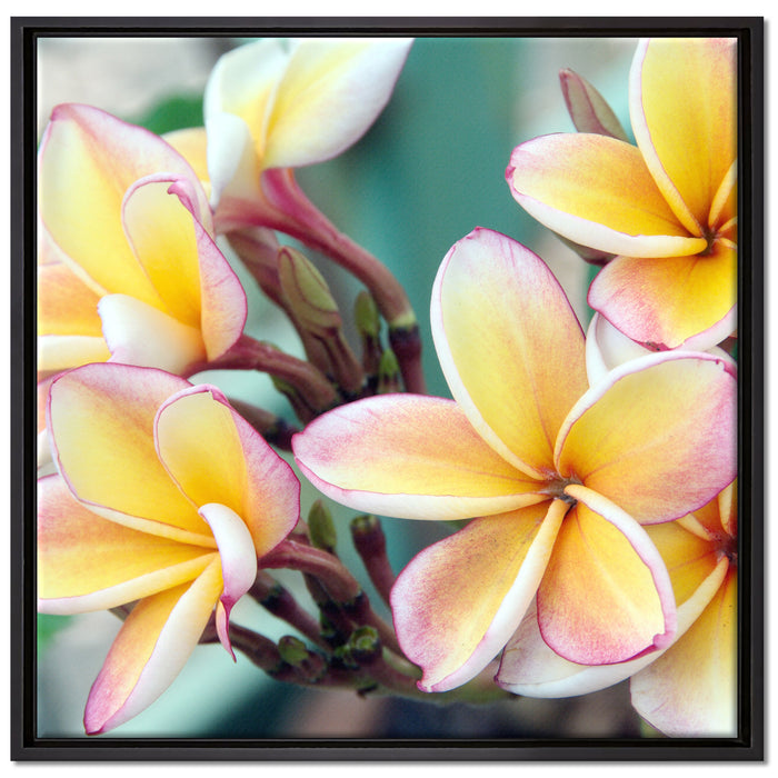 Monoi Blüten auf Hawaii auf Leinwandbild Quadratisch gerahmt Größe 70x70