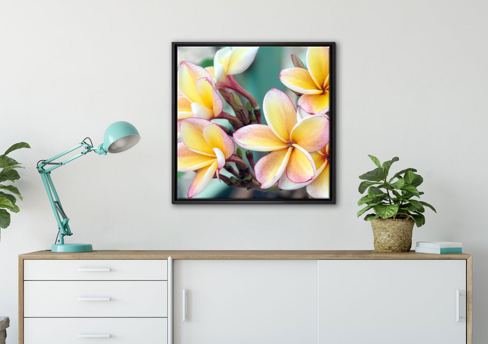 Monoi Blüten auf Hawaii auf Leinwandbild gerahmt Quadratisch verschiedene Größen im Wohnzimmer