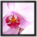 Prächtige Rosa Orchidee auf Leinwandbild Quadratisch gerahmt Größe 40x40