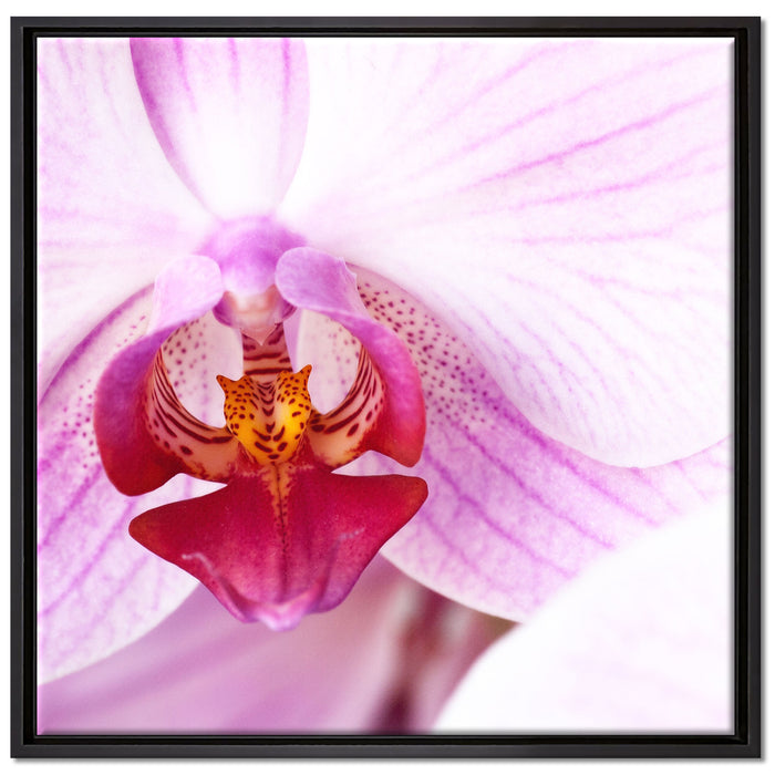 Prächtige Rosa Orchidee auf Leinwandbild Quadratisch gerahmt Größe 70x70