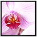 Prächtige Rosa Orchidee auf Leinwandbild Quadratisch gerahmt Größe 70x70