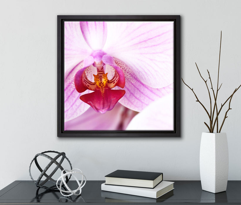 Prächtige Rosa Orchidee  auf Leinwandbild Quadratisch gerahmt mit Kirschblüten