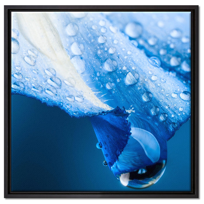 Regentropfen auf Blütenblättern auf Leinwandbild Quadratisch gerahmt Größe 60x60