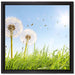 Pusteblumen auf Frühlingswiese auf Leinwandbild Quadratisch gerahmt Größe 40x40