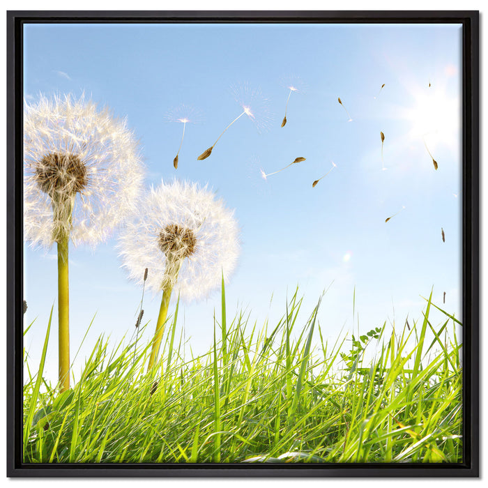 Pusteblumen auf Frühlingswiese auf Leinwandbild Quadratisch gerahmt Größe 70x70