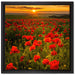 Mohnwiese im Sonnenuntergang auf Leinwandbild Quadratisch gerahmt Größe 40x40