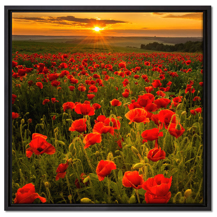 Mohnwiese im Sonnenuntergang auf Leinwandbild Quadratisch gerahmt Größe 60x60