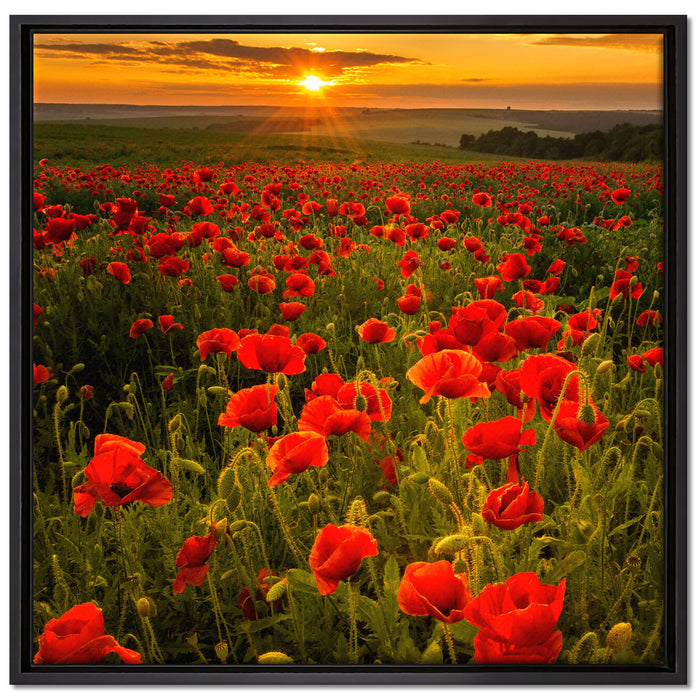Mohnwiese im Sonnenuntergang auf Leinwandbild Quadratisch gerahmt Größe 70x70