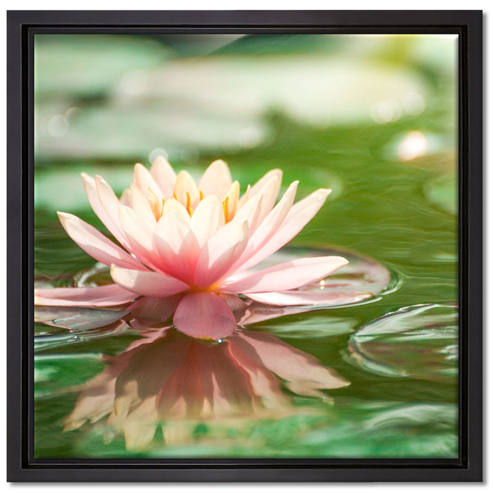 Seerose Wasseroberfläche auf Leinwandbild Quadratisch gerahmt Größe 40x40