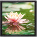 Seerose Wasseroberfläche auf Leinwandbild Quadratisch gerahmt Größe 40x40