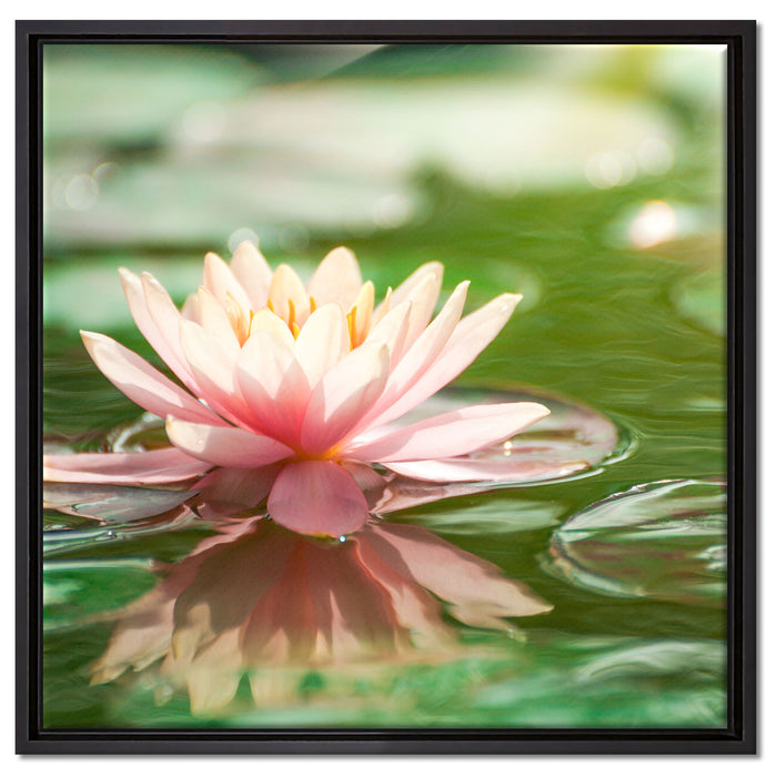 Seerose Wasseroberfläche auf Leinwandbild Quadratisch gerahmt Größe 60x60