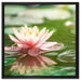 Seerose Wasseroberfläche auf Leinwandbild Quadratisch gerahmt Größe 60x60