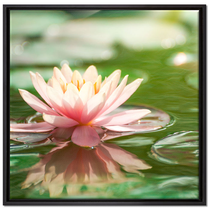 Seerose Wasseroberfläche auf Leinwandbild Quadratisch gerahmt Größe 70x70