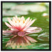 Seerose Wasseroberfläche auf Leinwandbild Quadratisch gerahmt Größe 70x70