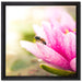 Winziges Biene auf Seerosenblüte auf Leinwandbild Quadratisch gerahmt Größe 40x40