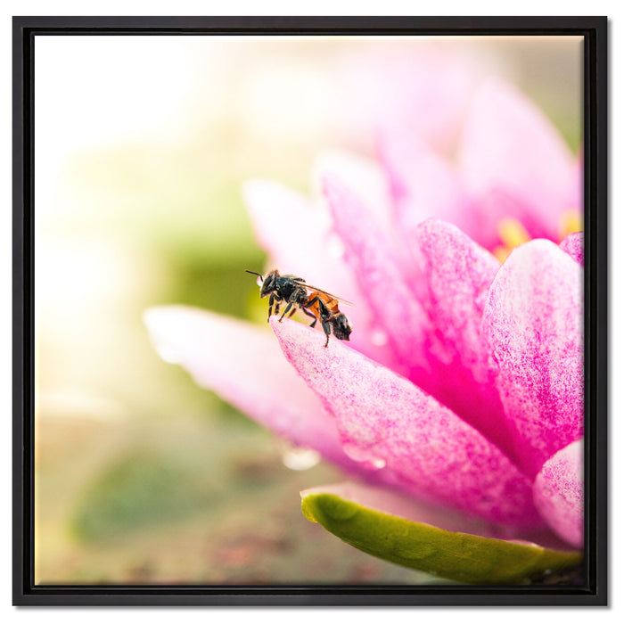 Winziges Biene auf Seerosenblüte auf Leinwandbild Quadratisch gerahmt Größe 60x60