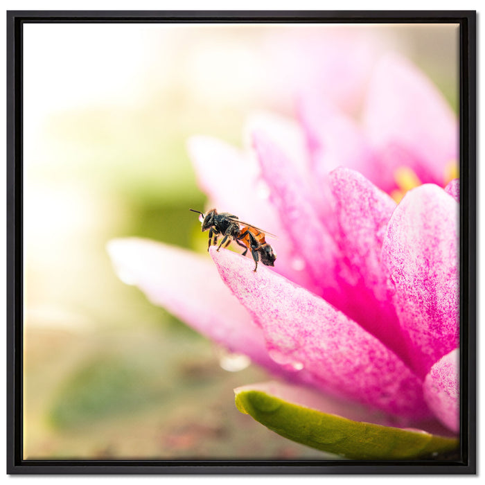 Winziges Biene auf Seerosenblüte auf Leinwandbild Quadratisch gerahmt Größe 70x70