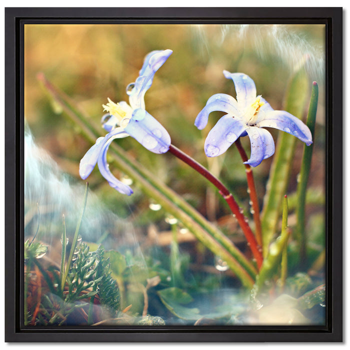 Kleine Lila Waldblume auf Leinwandbild Quadratisch gerahmt Größe 40x40