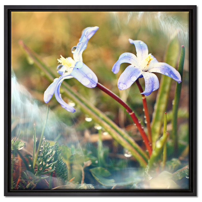 Kleine Lila Waldblume auf Leinwandbild Quadratisch gerahmt Größe 60x60