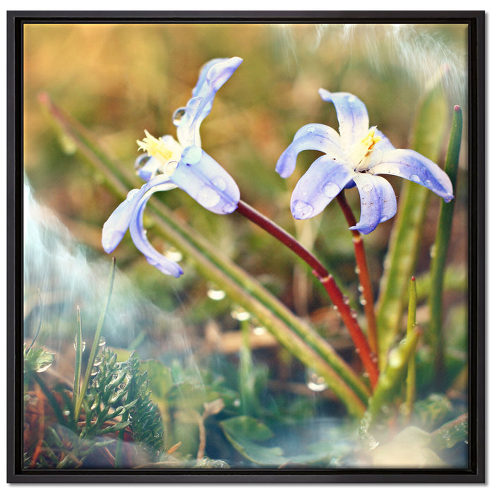 Kleine Lila Waldblume auf Leinwandbild Quadratisch gerahmt Größe 70x70