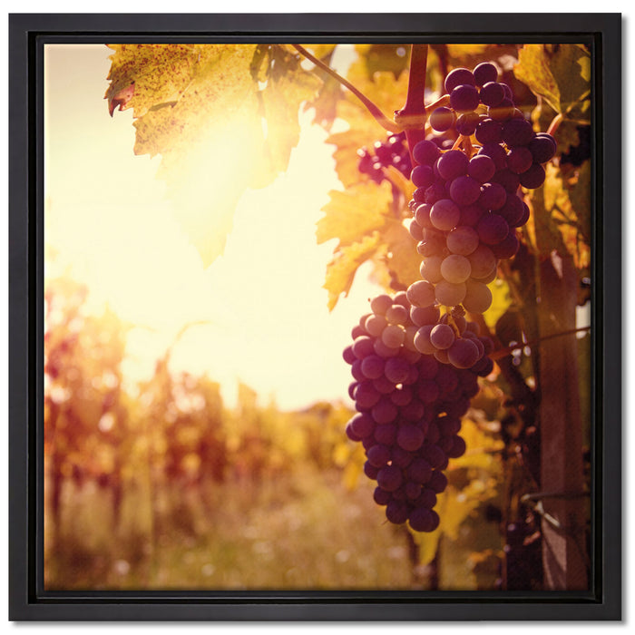 Weinberg im Abendlicht auf Leinwandbild Quadratisch gerahmt Größe 40x40