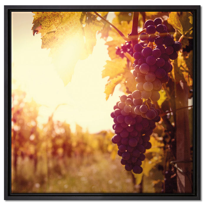 Weinberg im Abendlicht auf Leinwandbild Quadratisch gerahmt Größe 60x60
