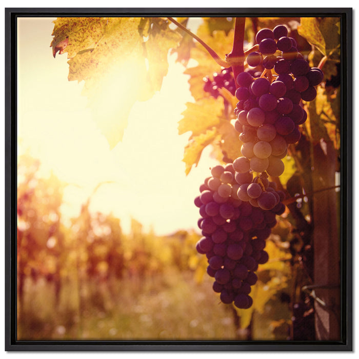 Weinberg im Abendlicht auf Leinwandbild Quadratisch gerahmt Größe 70x70
