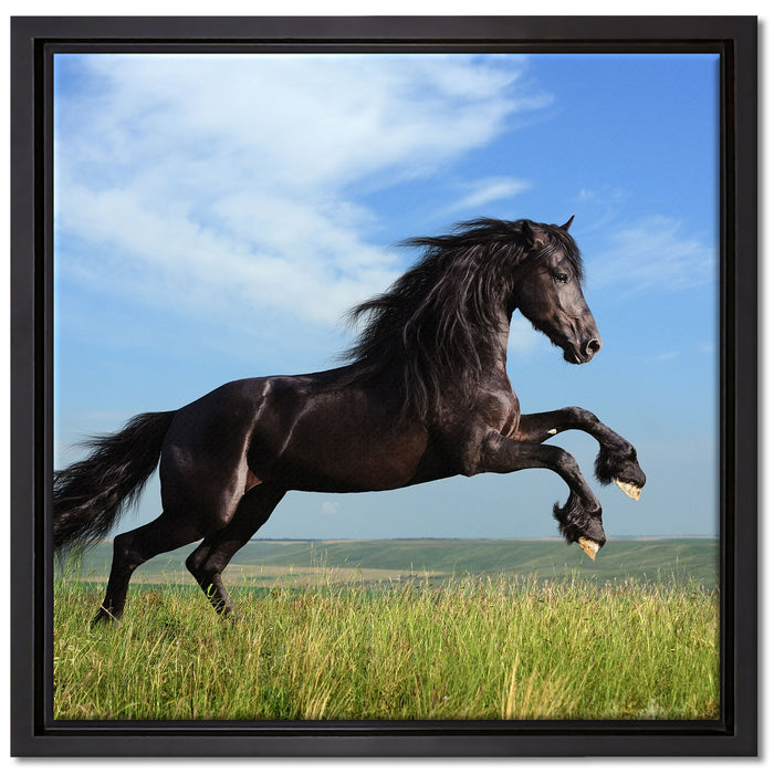 Schwarzer Hengst auf grünen Wiese auf Leinwandbild Quadratisch gerahmt Größe 40x40