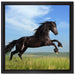 Schwarzer Hengst auf grünen Wiese auf Leinwandbild Quadratisch gerahmt Größe 40x40