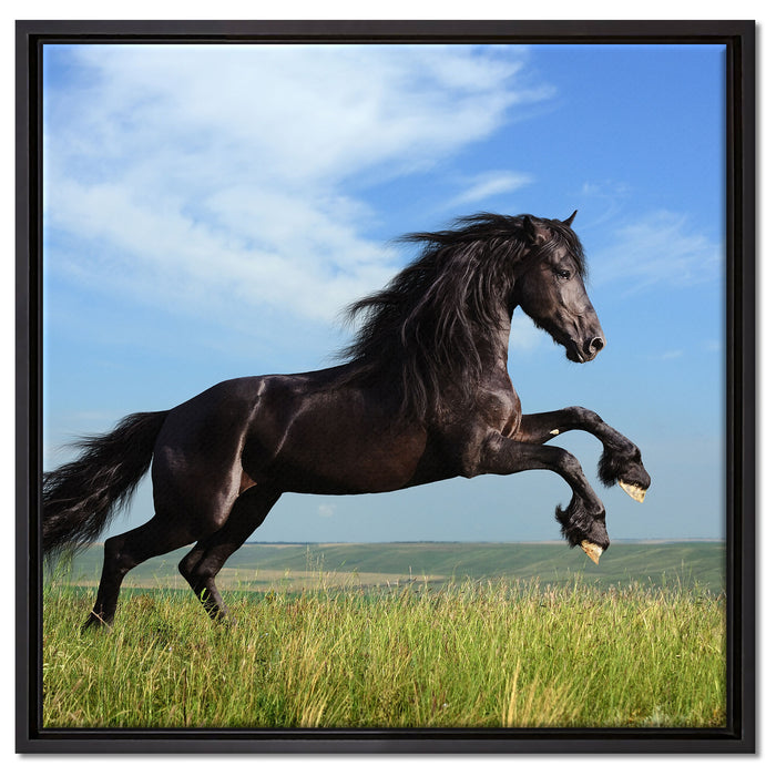 Schwarzer Hengst auf grünen Wiese auf Leinwandbild Quadratisch gerahmt Größe 60x60