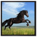 Schwarzer Hengst auf grünen Wiese auf Leinwandbild Quadratisch gerahmt Größe 60x60