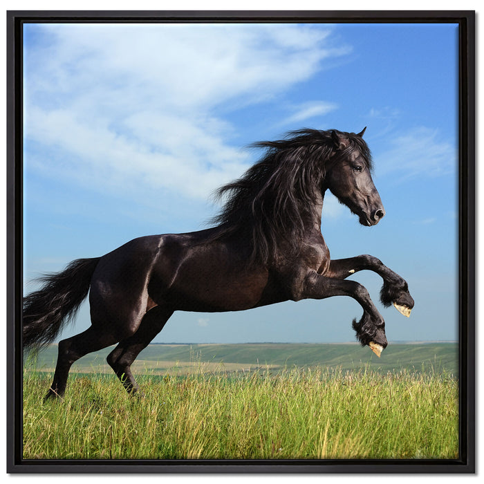 Schwarzer Hengst auf grünen Wiese auf Leinwandbild Quadratisch gerahmt Größe 70x70