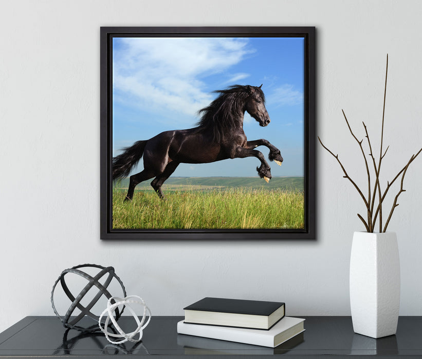Schwarzer Hengst auf grünen Wiese  auf Leinwandbild Quadratisch gerahmt mit Kirschblüten