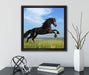 Schwarzer Hengst auf grünen Wiese  auf Leinwandbild Quadratisch gerahmt mit Kirschblüten