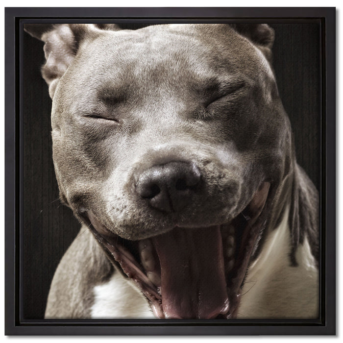 Lachender Pitbull auf Leinwandbild Quadratisch gerahmt Größe 40x40