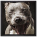 Lachender Pitbull auf Leinwandbild Quadratisch gerahmt Größe 40x40
