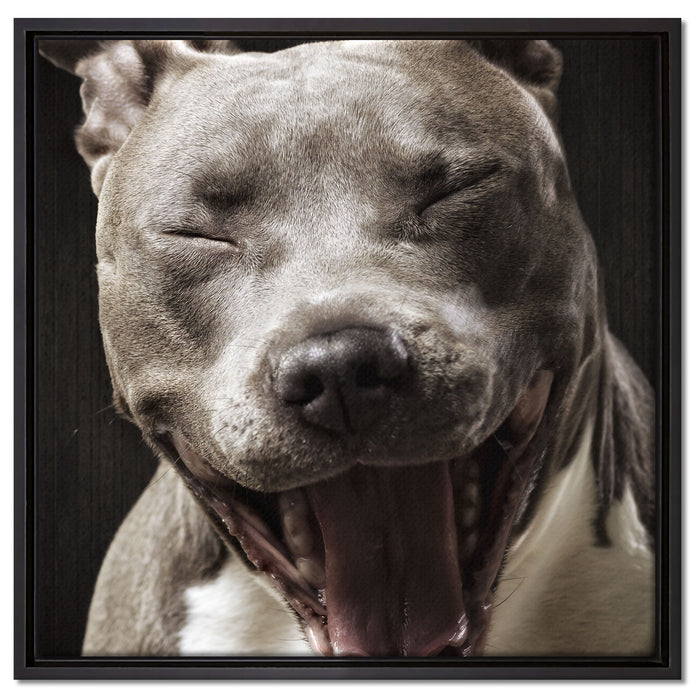 Lachender Pitbull auf Leinwandbild Quadratisch gerahmt Größe 60x60