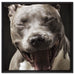 Lachender Pitbull auf Leinwandbild Quadratisch gerahmt Größe 60x60