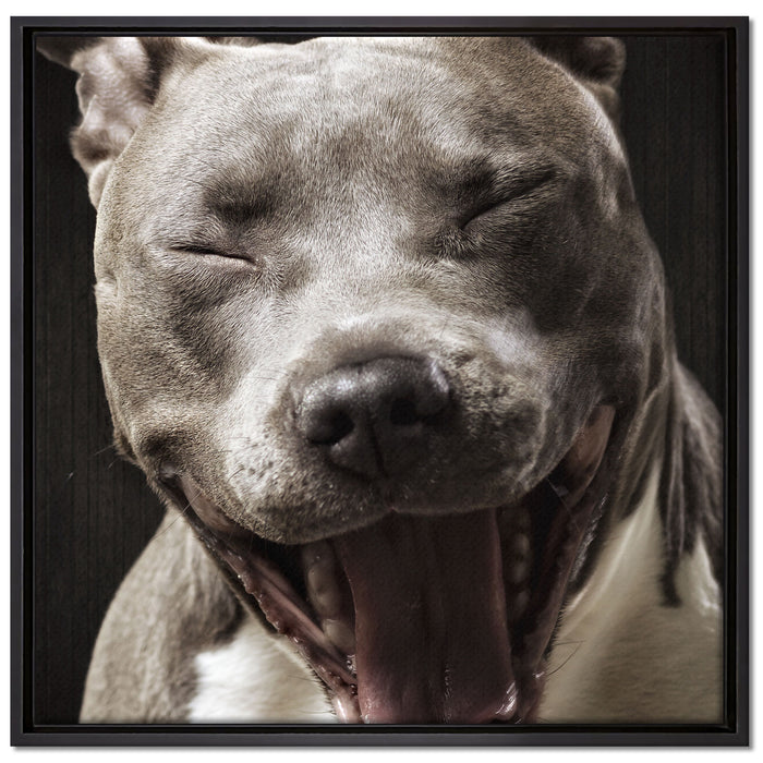Lachender Pitbull auf Leinwandbild Quadratisch gerahmt Größe 70x70