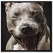 Lachender Pitbull auf Leinwandbild Quadratisch gerahmt Größe 70x70