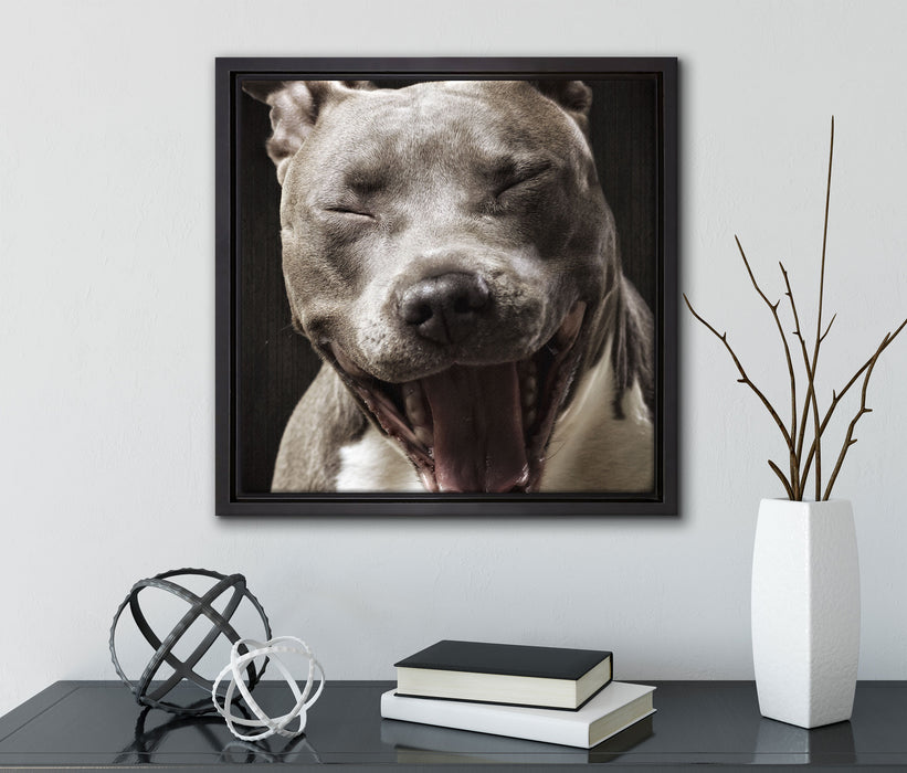Lachender Pitbull  auf Leinwandbild Quadratisch gerahmt mit Kirschblüten