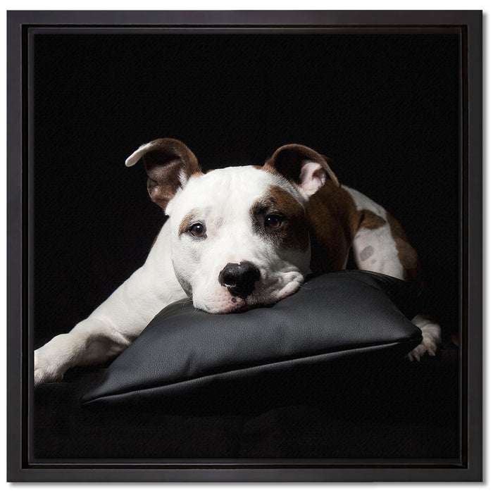 Dark Süßer American Staffordshire auf Leinwandbild Quadratisch gerahmt Größe 40x40
