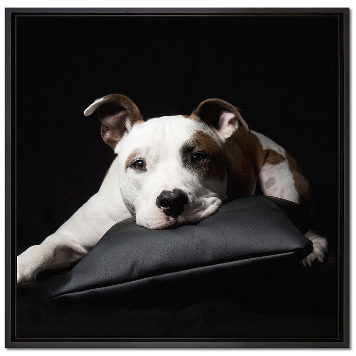 Dark Süßer American Staffordshire auf Leinwandbild Quadratisch gerahmt Größe 70x70
