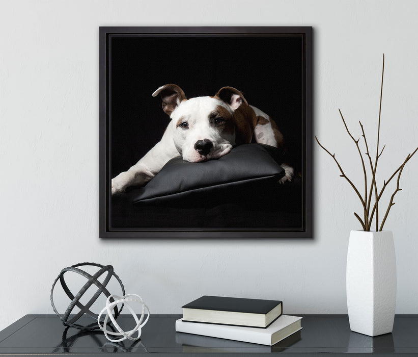 Dark Süßer American Staffordshire  auf Leinwandbild Quadratisch gerahmt mit Kirschblüten