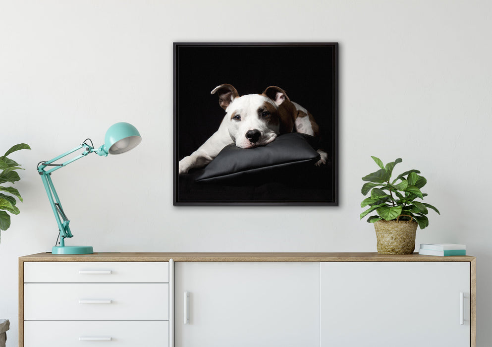 Dark Süßer American Staffordshire auf Leinwandbild gerahmt Quadratisch verschiedene Größen im Wohnzimmer